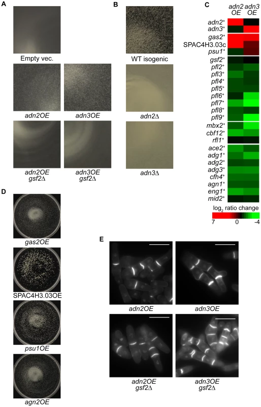 Regulation of flocculation by Adn2 and Adn3 is dependent on <i>gsf2<sup>+</sup></i> and cell wall–remodeling genes.