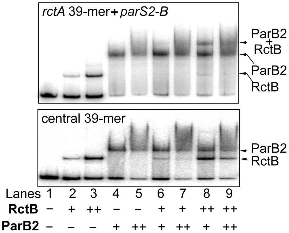 ParB2 and RctB bind simultaneously to <i>rctA</i>, but competitively to the central 39-mer.