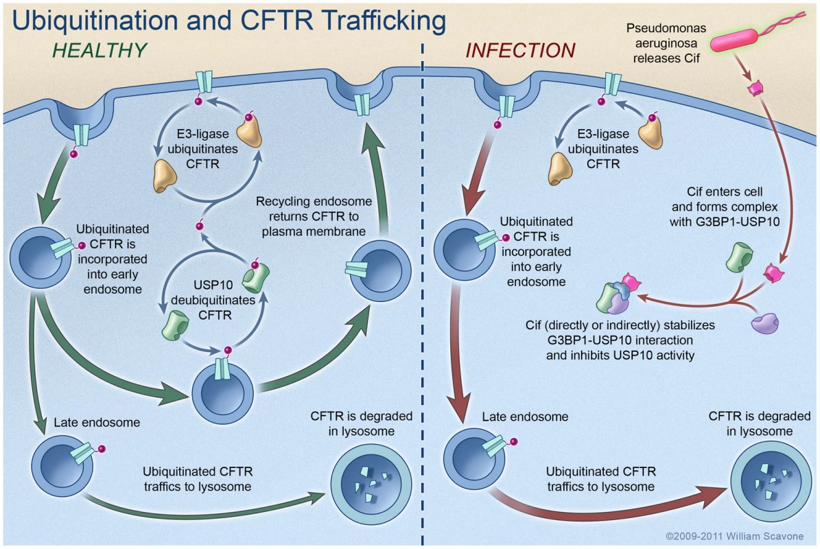 Model proposing a mechanism whereby Cif inhibits USP10 activity and reduces the apical membrane abundance of CFTR in polarized, human airway epithelial cells.
