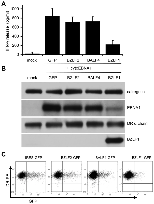 Effect of BZLF1 on CD4<sup>+</sup> T cell recognition of MHC-II presented antigen.