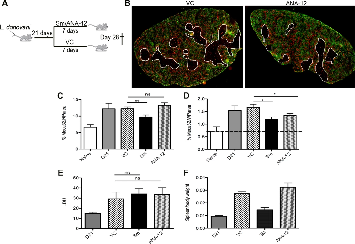 White pulp neovascularization during chronic infection is dependent on Nrtk2.