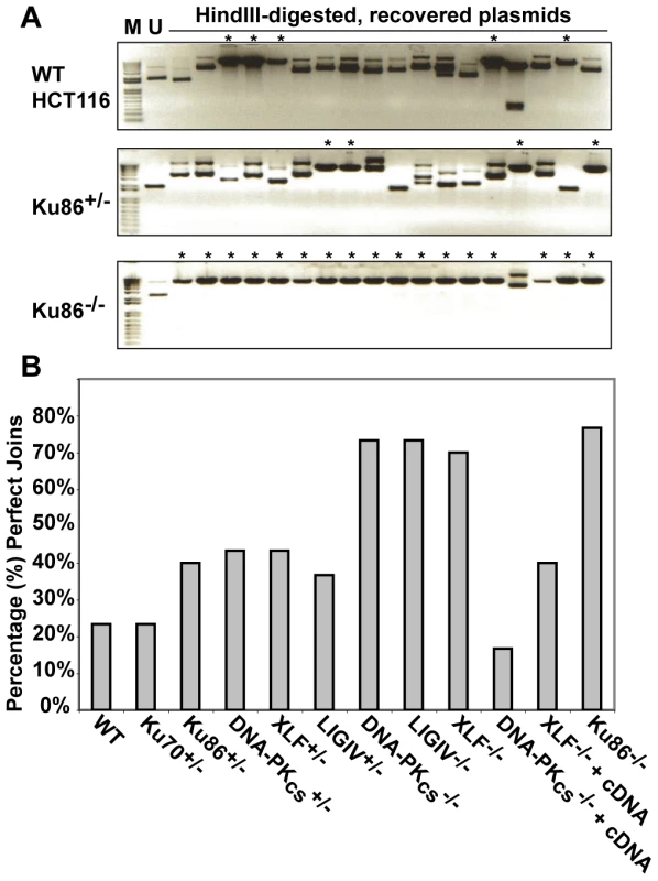The absence of Ku86 results in predominately microhomology-based end joining.