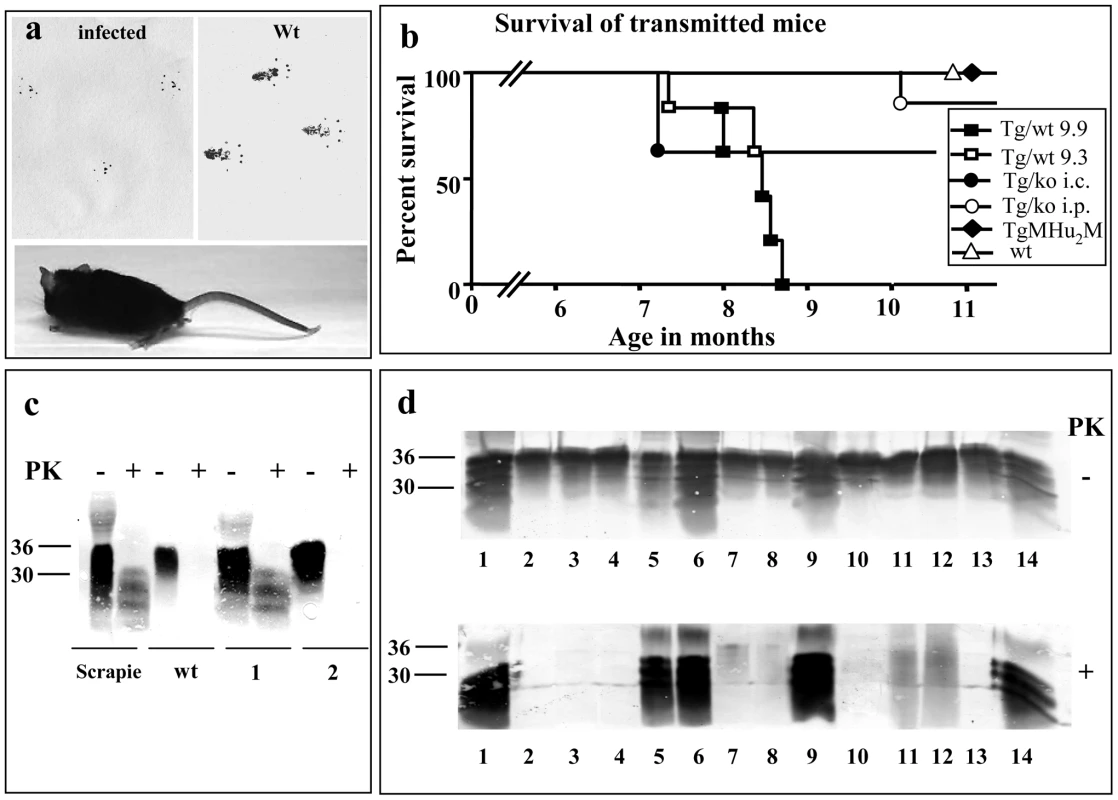 Transmission of TgMHu2ME199K prions to wt mice.