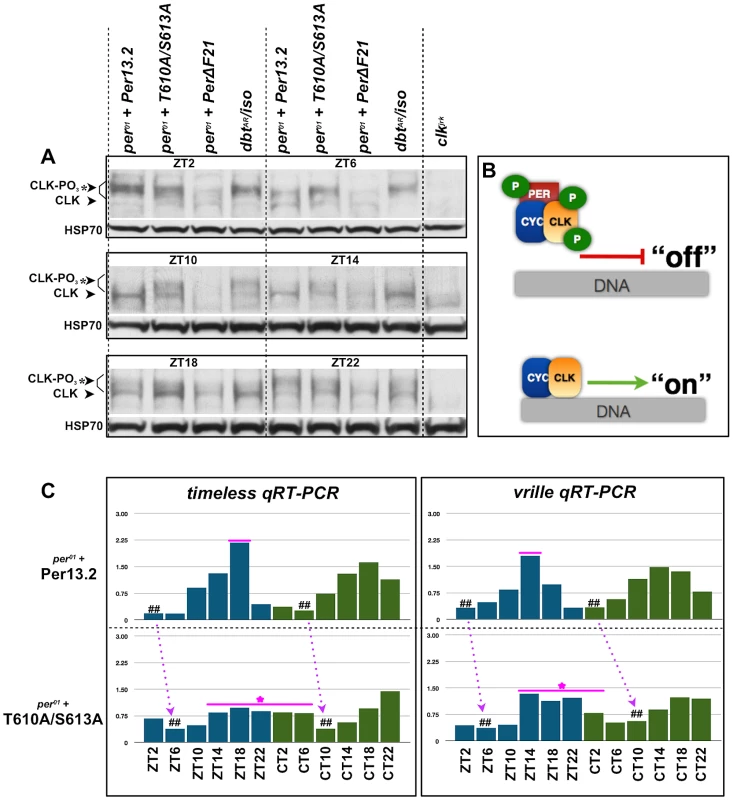 The T610 and S613 mutations affect CLK phosphorylation and CLK-mediated transcriptional output.