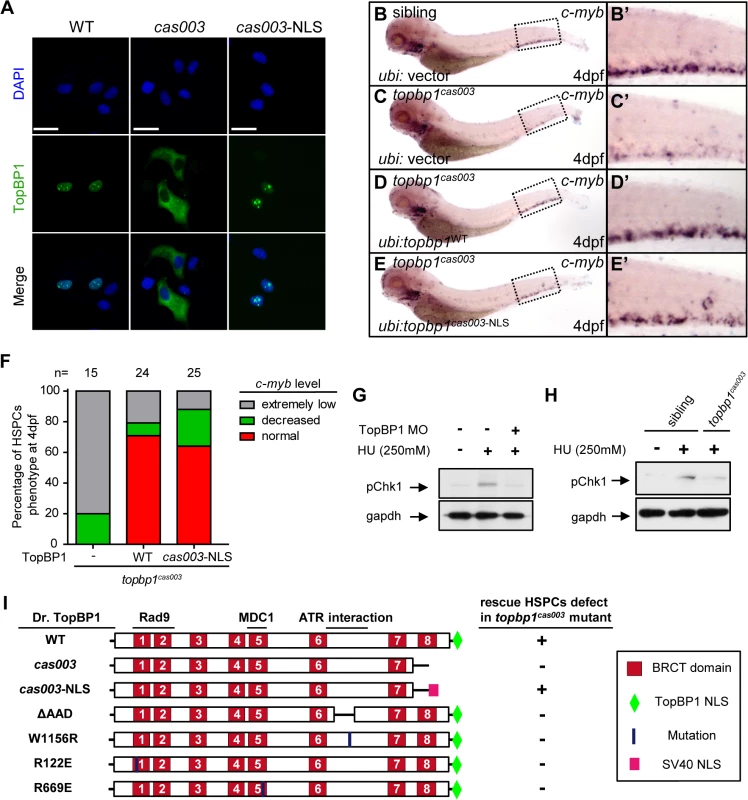 Subcellular mislocalization and defective ATR/Chk1 activation link to defects in HSPCs in the <i>topbp1</i><sup><i>cas003</i></sup> mutants.