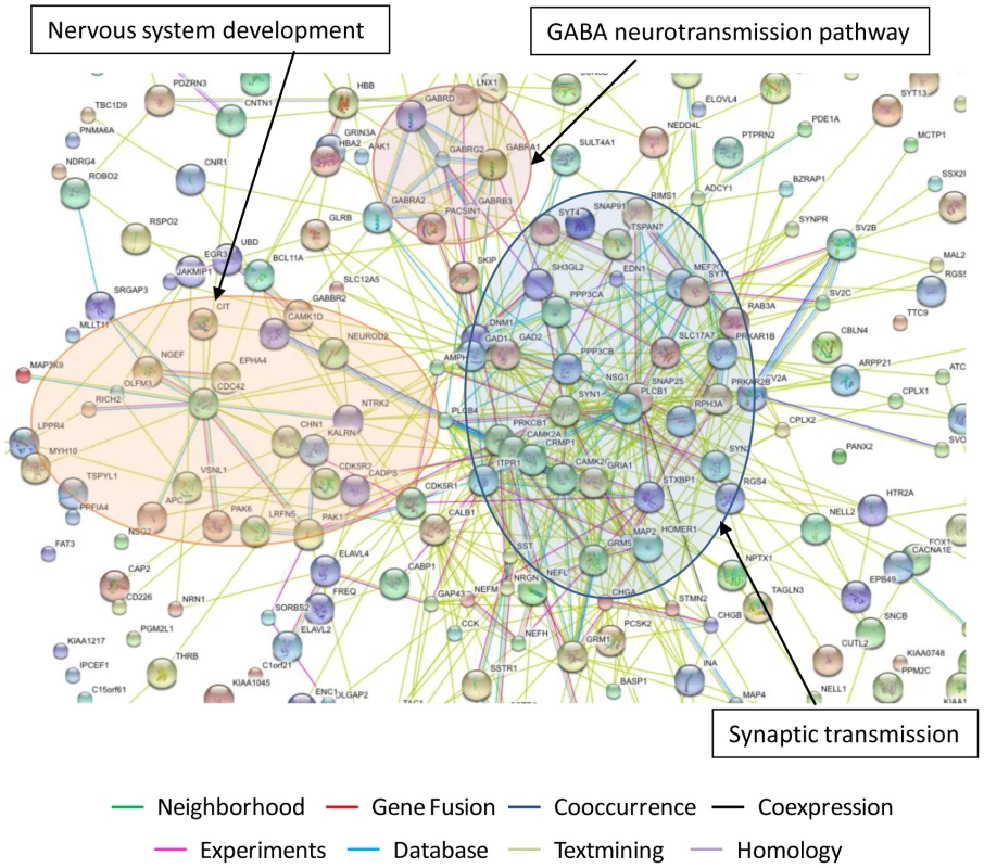 Predicted interaction networks of brain cell genes significantly downmodulated in untreated HAND and expressed at close to control levels in HAND patients under ART.