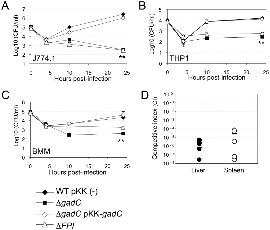 <i>gadC</i> inactivation affects intracellular survival and virulence.