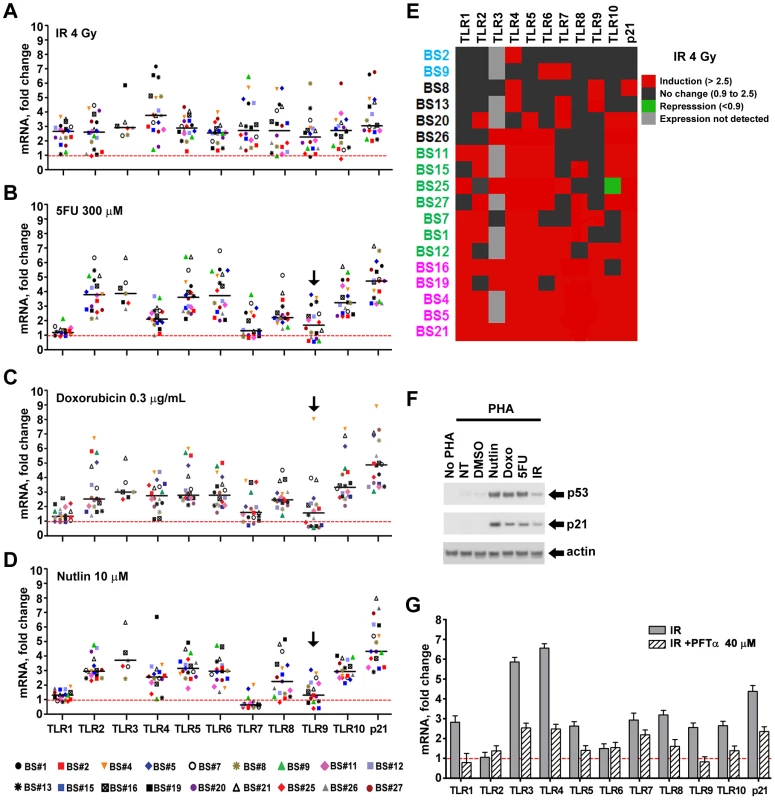 Induced expression of the <i>TLR</i> gene family in primary human T-lymphocytes by DNA stressors and activation of the p53 pathway in cells from healthy subjects.