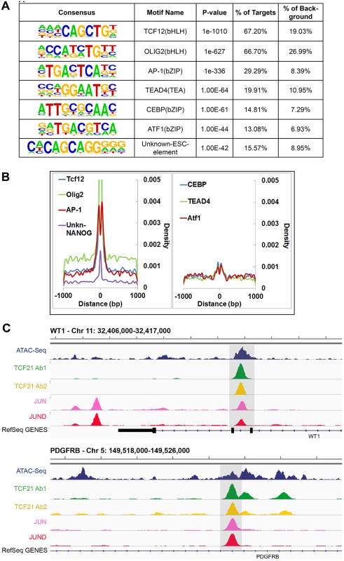 Analysis of peak sequences identifies TCF21 binding motifs as well as motifs for JUN related and other transcription factors that likely cooperate with TCF21.