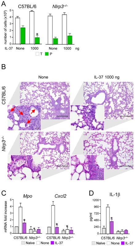 NLRP3-deficient mice exhibit reduced neutrophil recruitment and IL-1β production in pulmonary aspergillosis.