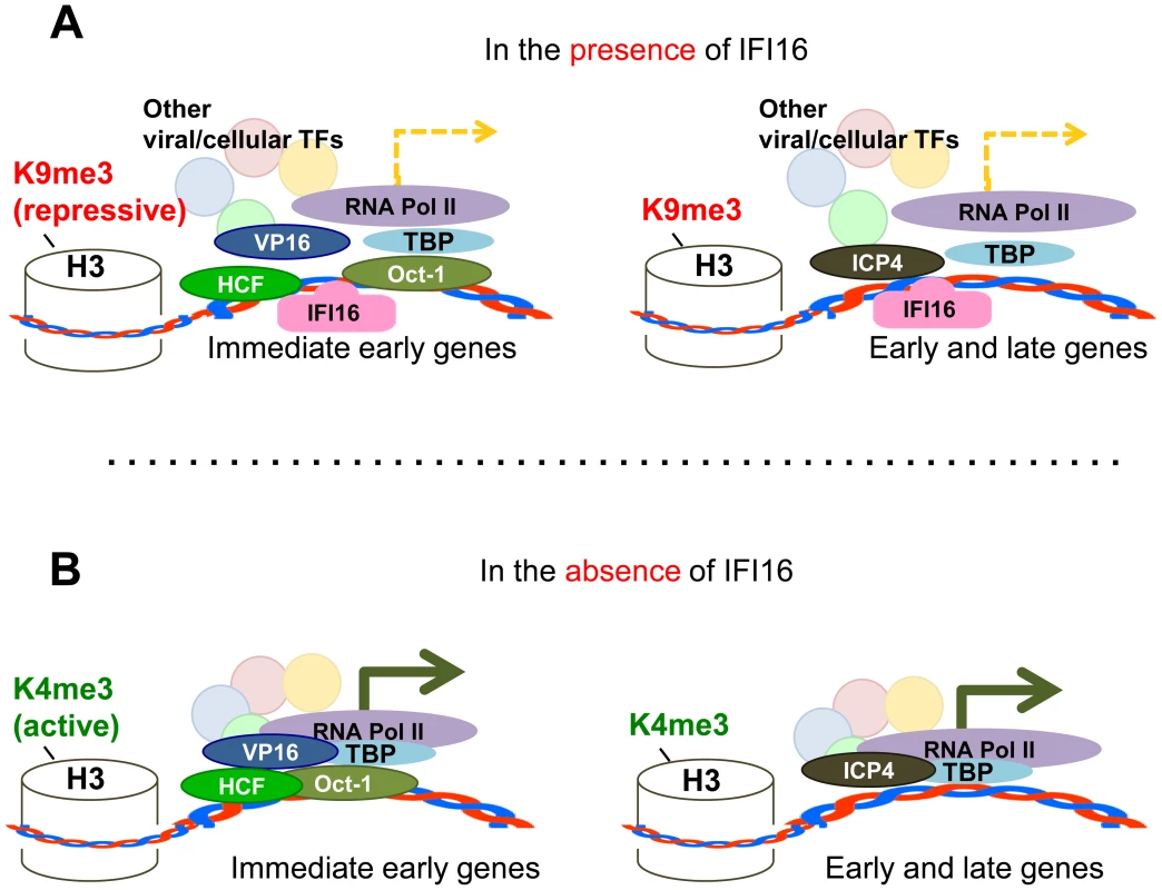 Schematic model: IFI16 inhibits HSV-1 gene expression by modulating histone modifications and binding to HSV-1 promoters, specifically preventing or decreasing the association of transcription factors at viral promoters.