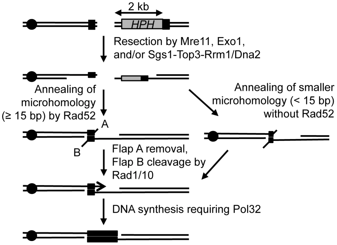 Proposed mechanism for repair of a DSB using microhomology.