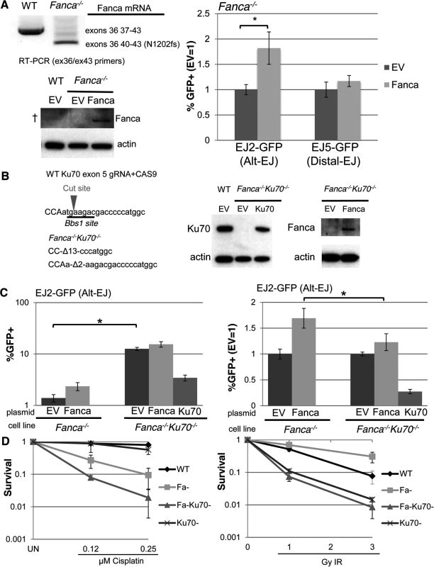 Loss of Ku70 can diminish the influence of Fanca on Alt-EJ, but not cisplatin sensitivity.
