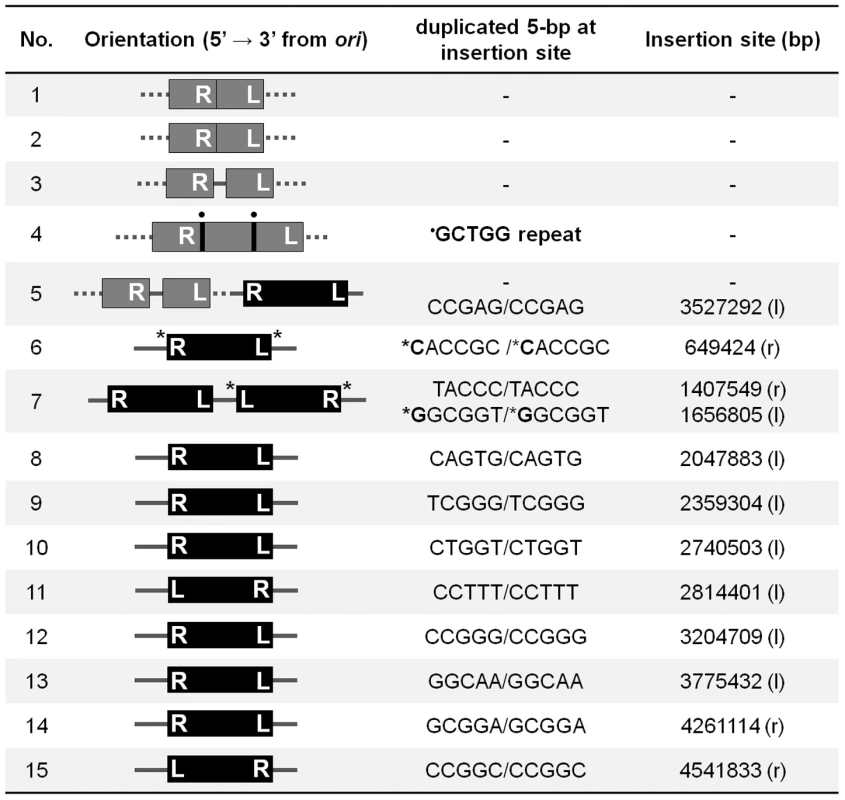 Sequence of Mu-host junctions at 15 insertions recovered in a <i>priA</i> mutant infected with Mu::Cm(<i>Bam</i>1066).
