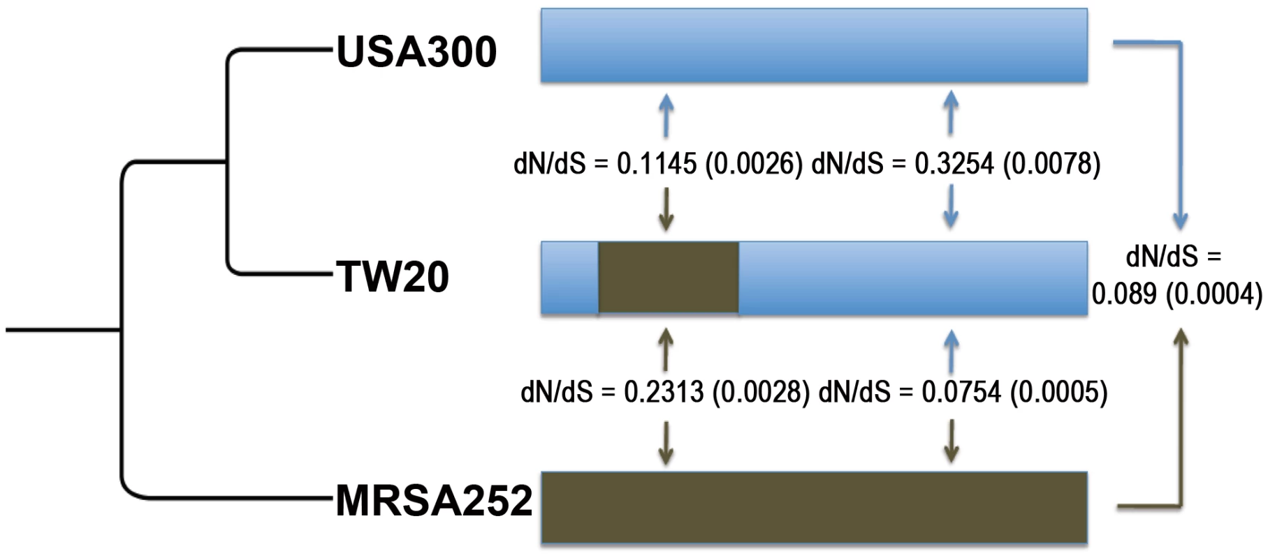Mean dN/dS values are shown (with standard errors in parentheses) between <i>S. aureus</i> ST239 (TW20) and <i>S. aureus</i> USA300 (USA300), and between TW20 and <i>S. aureus</i> MRSA252 (MRSA252).
