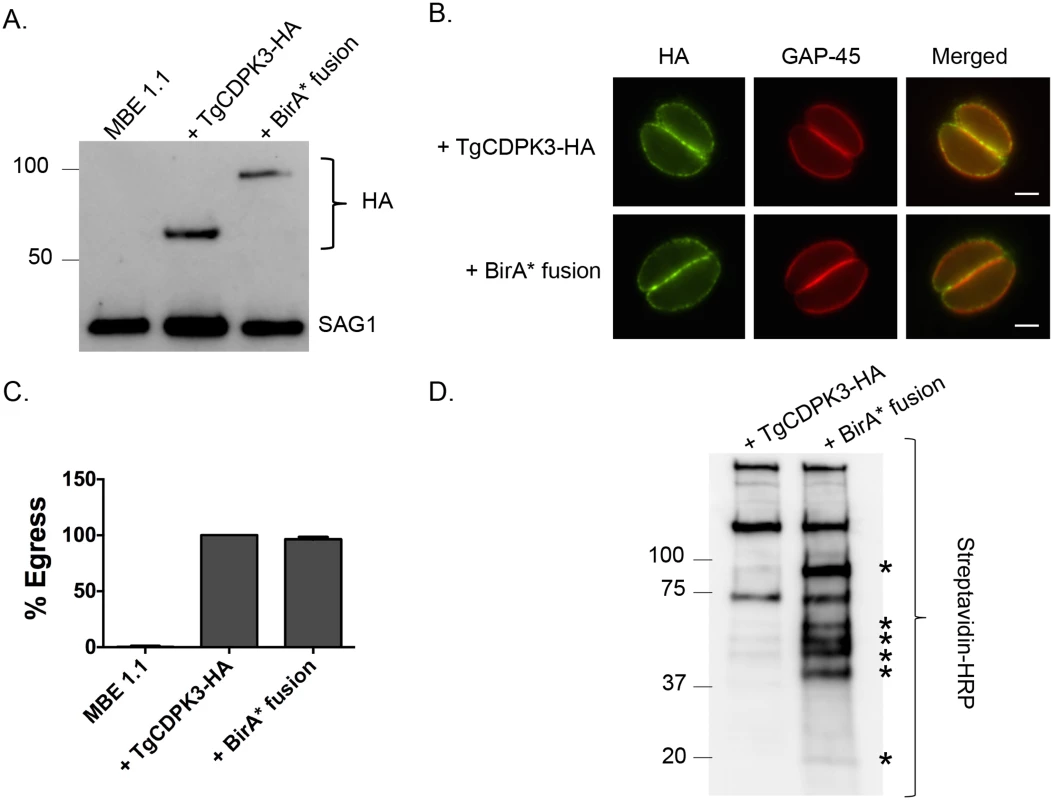 TgCDPK3-BirA* fusion protein is targeted to the plasma membrane and is functional.