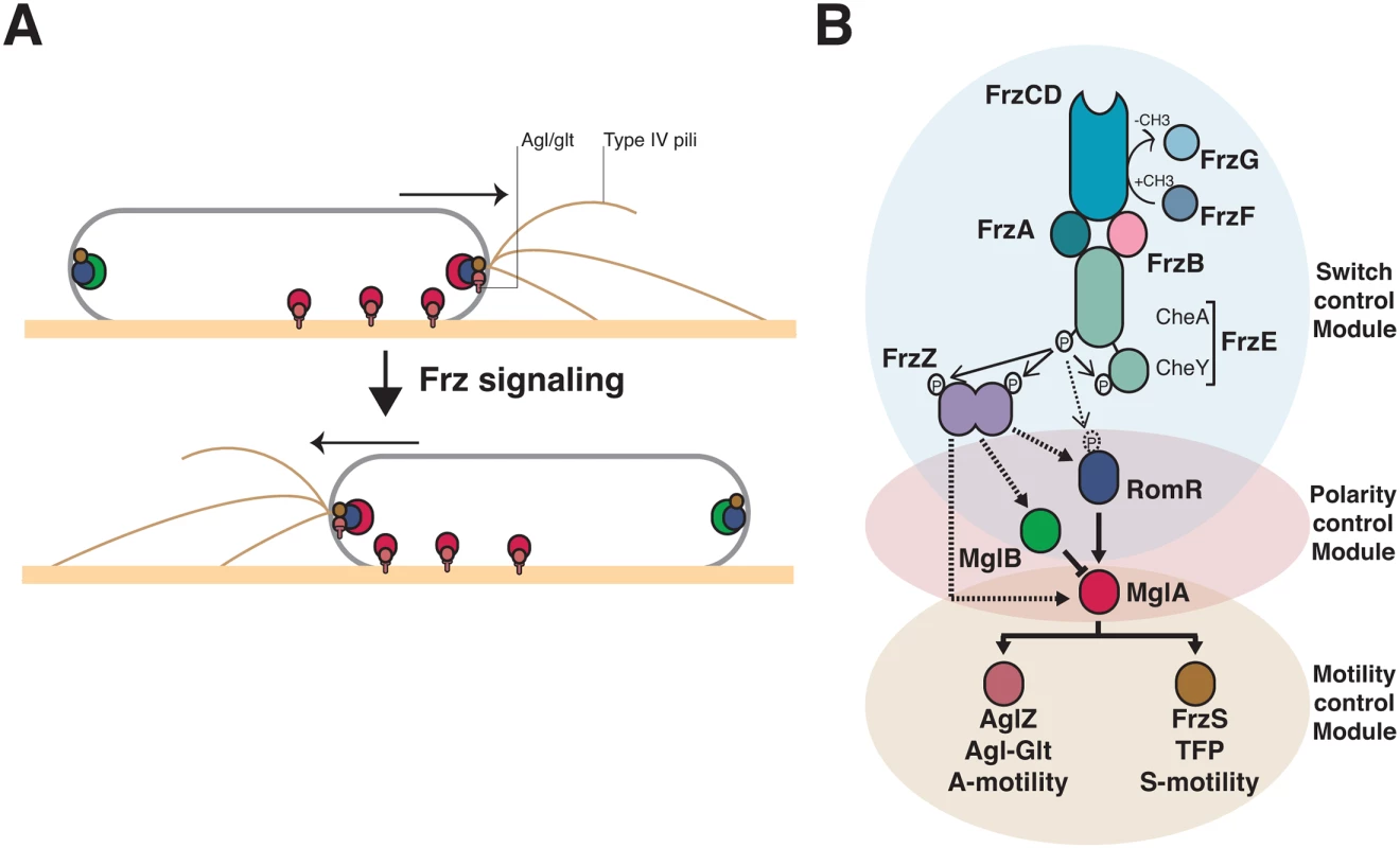 Genetic control of the <i>Myxococcus</i> A- and S-motility machineries.