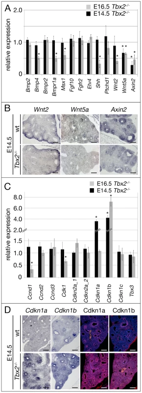 Derepression of genes encoding cell cycle inhibitors precedes proliferation and differentiation defects in the <i>Tbx2</i>-deficient lung mesenchyme.