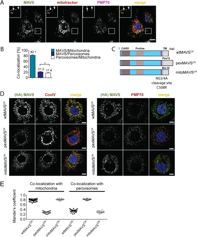 Subcellular localization of endogenous and engineered MAVS variants.