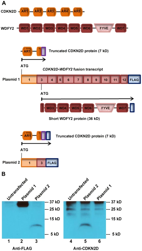 <i>CDKN2D-WDFY2</i> fusion transcript gives rise to a short WDFY2 protein isoform.
