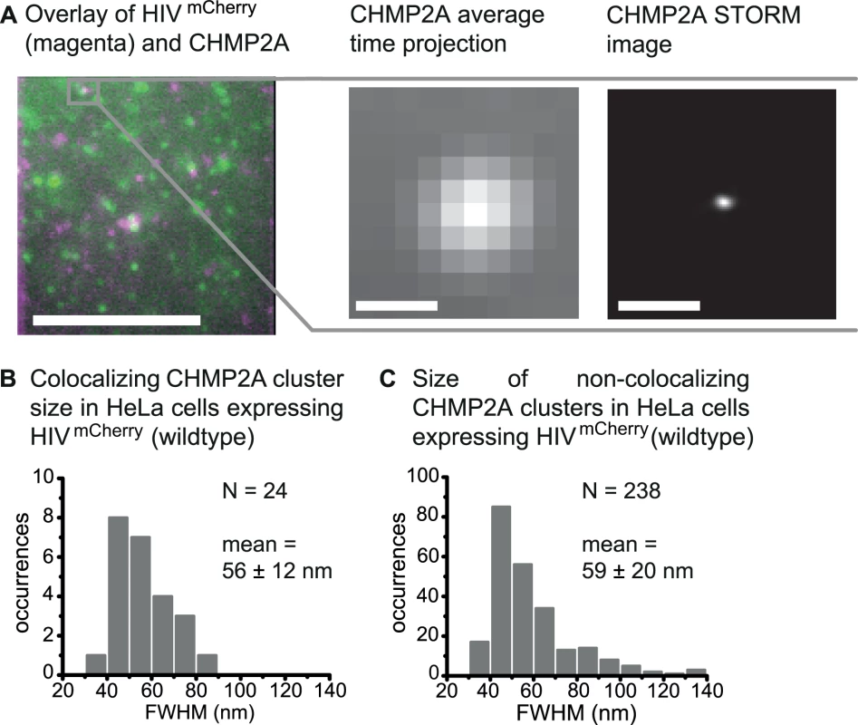 Super-resolution imaging of CHMP2A at HIV-1 assembly sites.