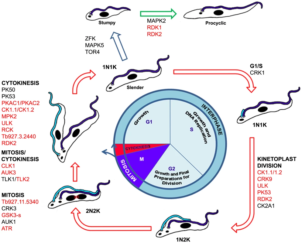 Schematic representation of the BSF trypanosome cell cycle and differentiation from BSF to PCF.