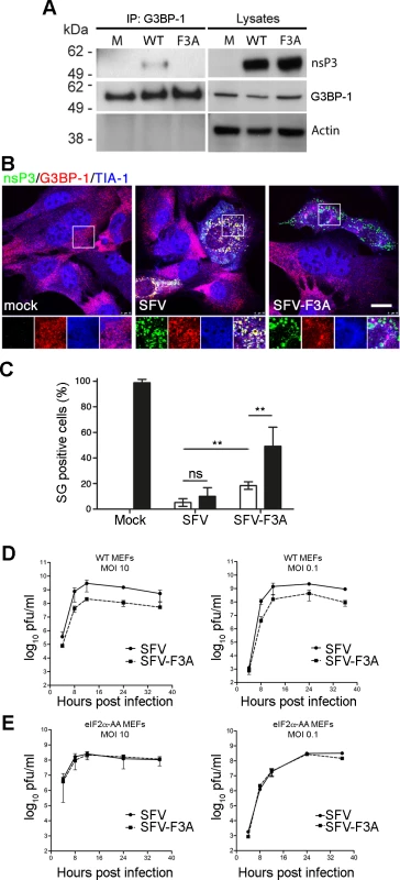 SFV-F3A does not sequester G3BP, induces a stronger SG response and is attenuated <i>in vitro</i>.