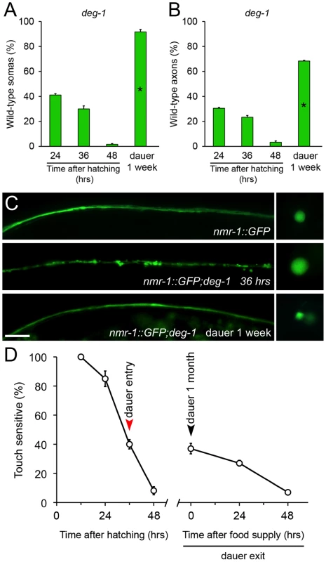 Diapause entry prevents degeneration of the PVC neurons triggered by the <i>deg-1(u38)</i> mutation.
