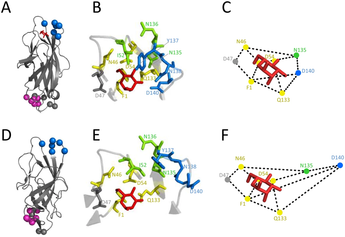 Inhibitory antibodies mAb926 and mAb475 recognize epitopes differently overlapping the mannose-binding pocket of FimH.