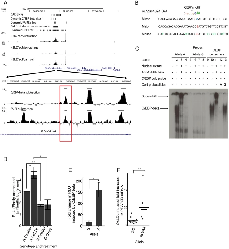 An intronic SNP at the <i>PPAP2B</i> locus regulates enhancer activity and oxLDL-induced expression of <i>PPAP2B</i>.