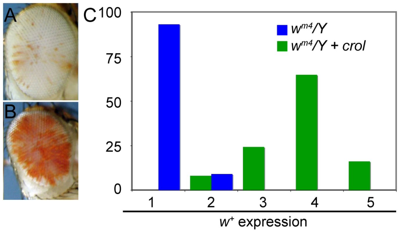 Early over-expression of <i>crol</i> is a general de-repressor of heterochromatic silencing.