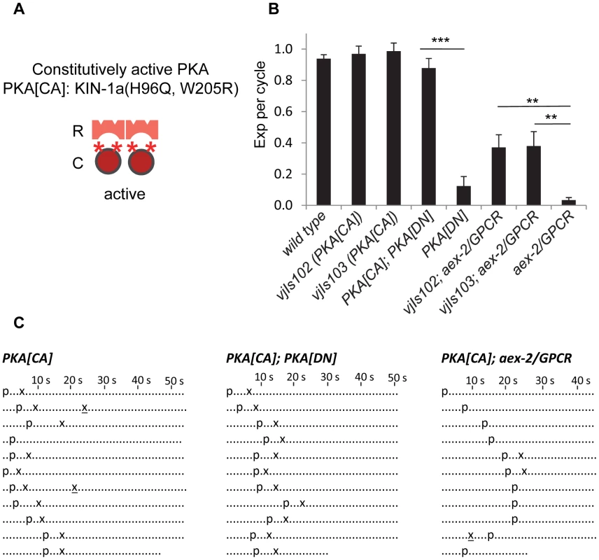 Constitutively active PKA in GABAergic neurons partially bypasses the requirement of AEX-2/GPCR.