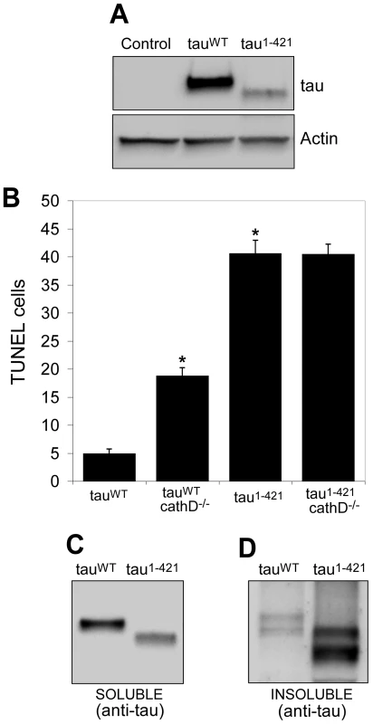 Truncation of tau significantly increases neurotoxicity and decreases solubility <i>in vivo</i>.