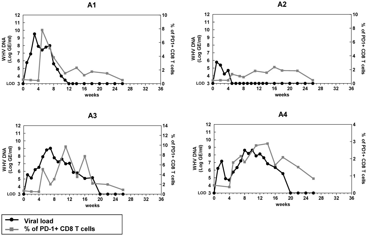 Kinetics of PD-1 expression on CD8 T cells during acute WHV infection.