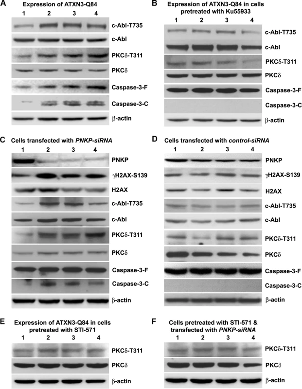 ATXN3-Q84 expression or PNKP deficiency activates the c-Abl→PKCδ signaling pathway.