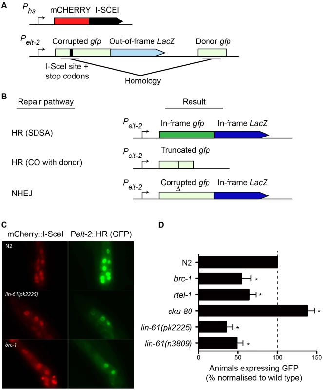 A novel GFP-based HR reporter system shows LIN-61 is needed for HR in somatic cells.