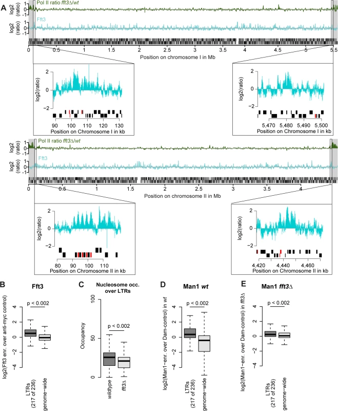 Fft3 binds LTR elements at subtelomeric borders and genome-wide, affecting nucleosome occupancy and peripheral positioning.