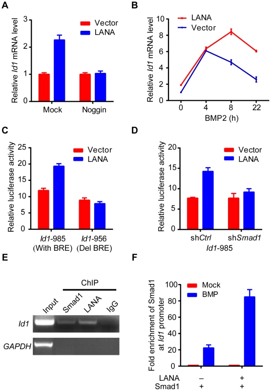 LANA up-regulated Id1 transcription in a BMP-Smad1 dependent manner.