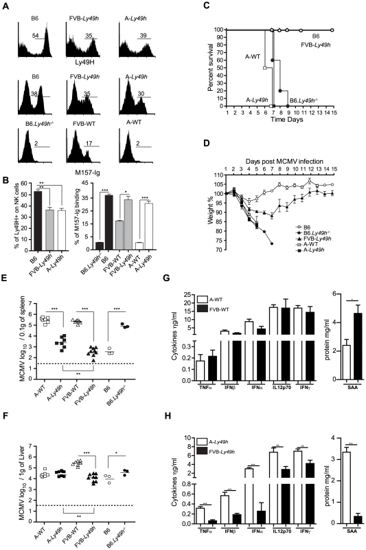 Ly49H expression by NK cells does not rescue A/J mice from lethal MCMV infection.