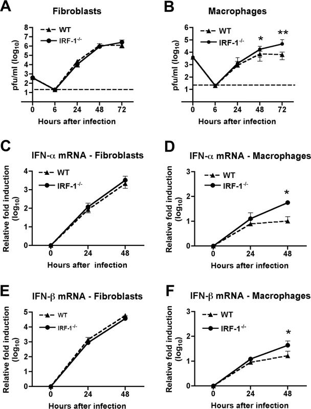 IRF-1 modulates WNV infection in primary Mφ but not in MEF.