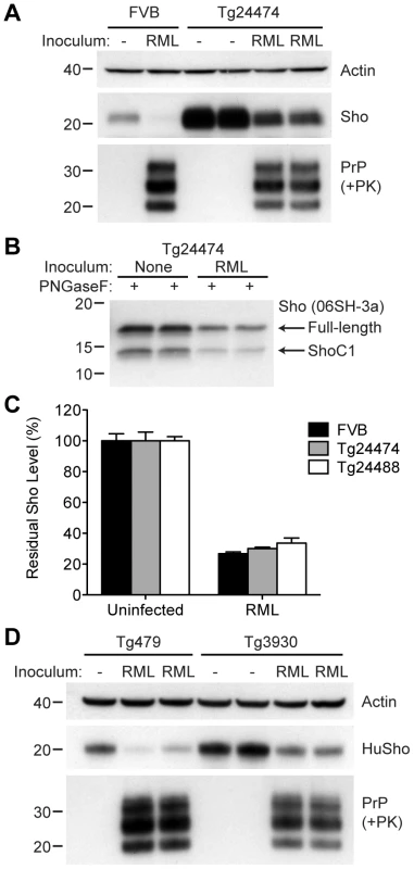 Sho levels in prion-infected Tg(MoSho) and Tg(HuSho) mice.