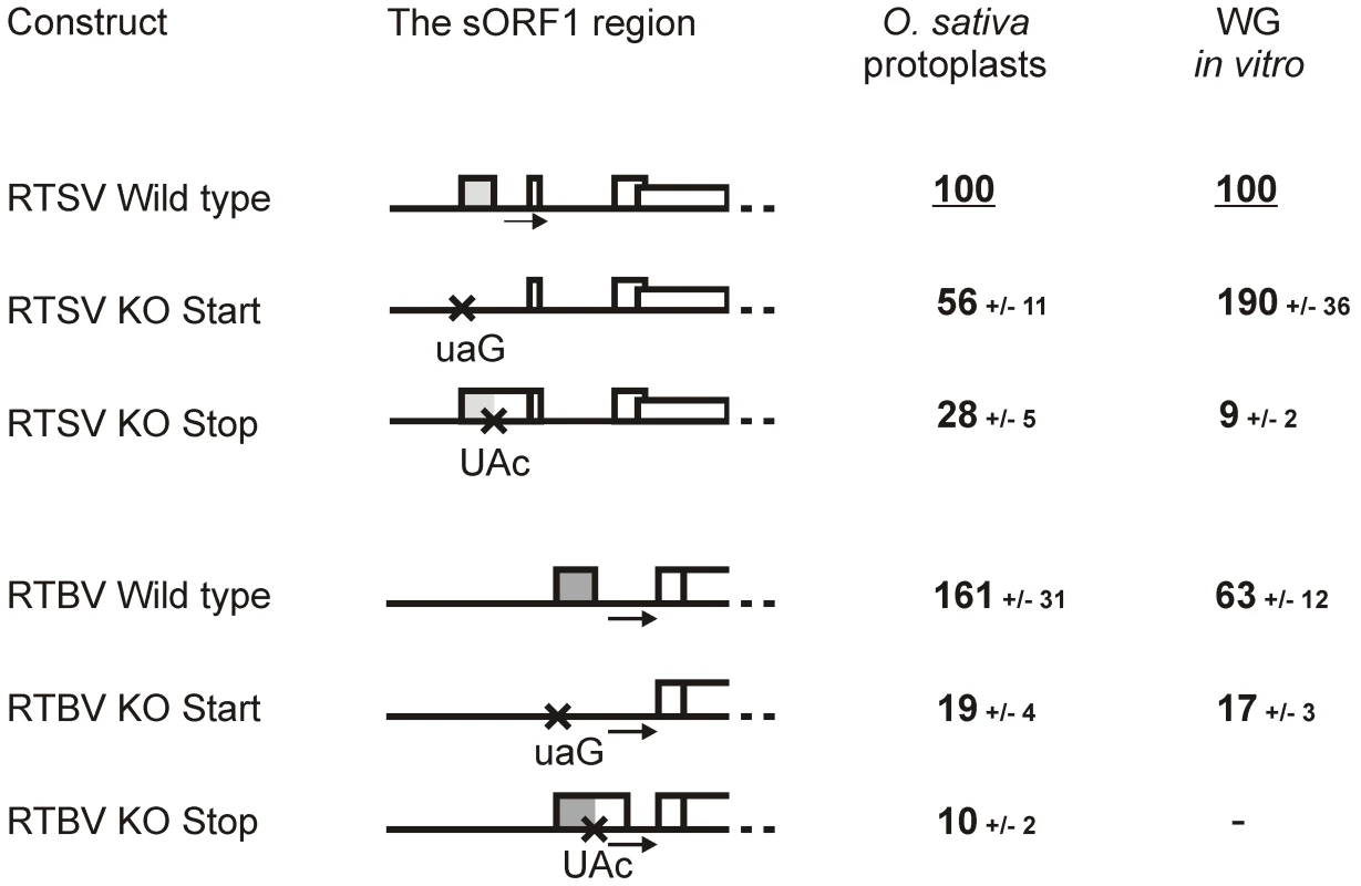 Translation downstream of the RTSV and RTBV leaders is regulated by the first sORF.
