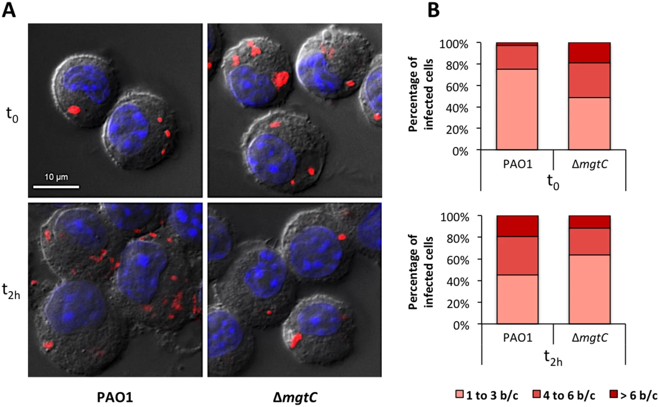 Visualisation and quantification of intracellular bacteria in fixed macrophages.