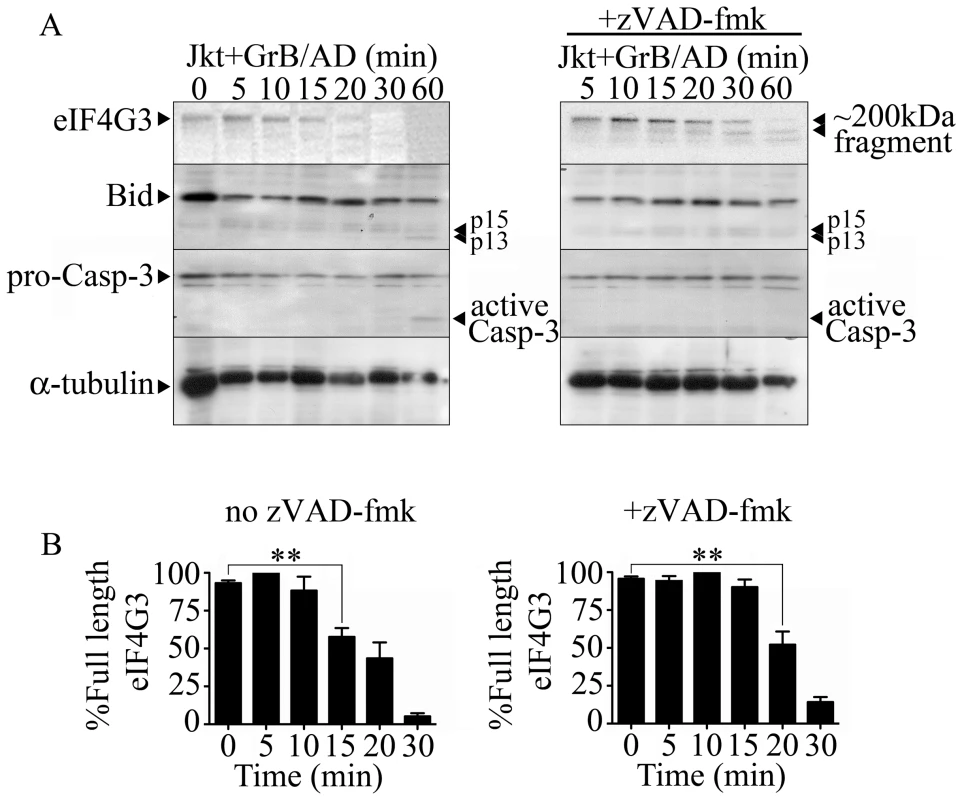 The eukaryotic translation initiation factor eIF4G3 is degraded by GrB (1 µg/ml) in Jurkat (Jkt) cells.