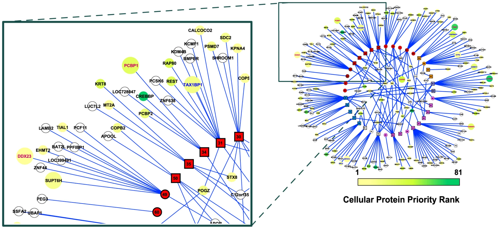 The MHV-68-cellular protein interactome.