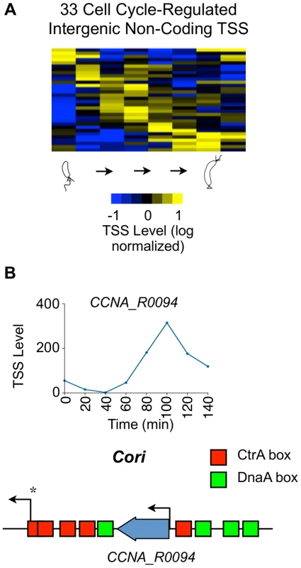 Cell cycle-regulated intergenic non-coding TSSs.