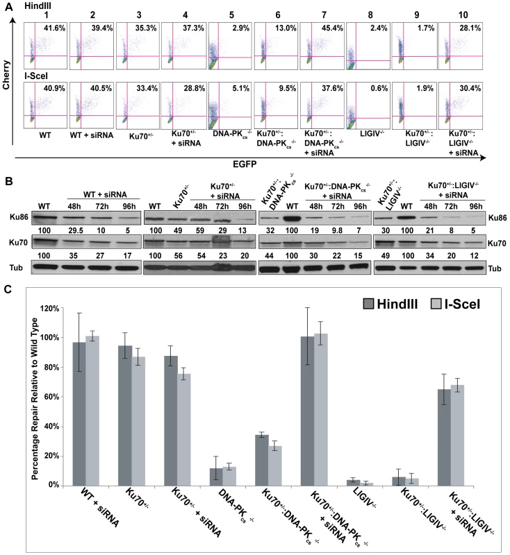 The reduction of Ku results in elevated levels of end joining in C-NHEJ mutant cell lines.