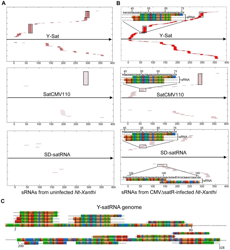 Alignment of sRNAs to three CMV satRNA genome sequences at the E-value of 1e<sup>−3</sup> (A and B) and 1e<sup>−5</sup> (C).