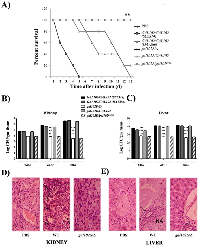 Infection of mice with <i>gal102Δ/Δ</i> leads to enhanced survival and reduced fungal tissue burden.