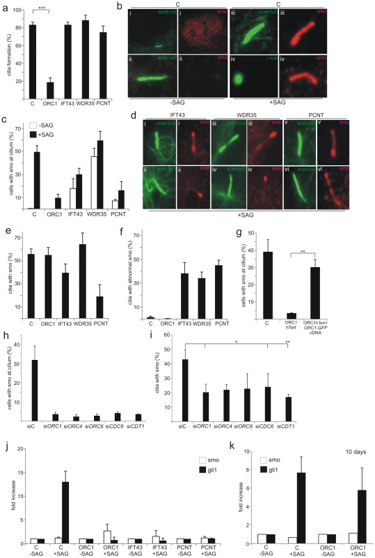 Recruitment of Smo to cilia is deficient in ORC1-deficient fibroblasts.